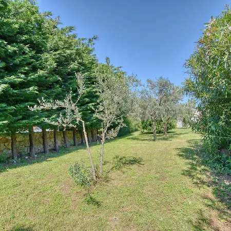 Olive Grove Budva