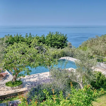 Olive Grove * Budva