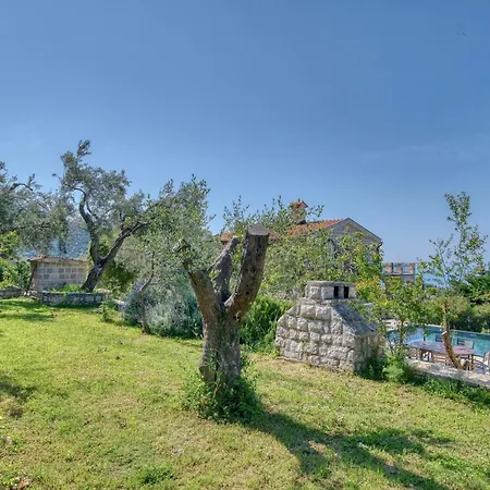 Olive Grove